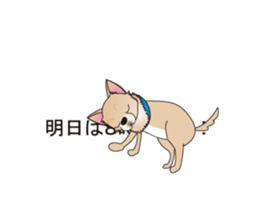 A Chihuahua called "ichi" sticker #11058584
