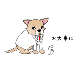 A Chihuahua called "ichi" sticker #11058587
