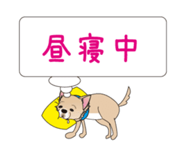 A Chihuahua called "ichi" sticker #11058590