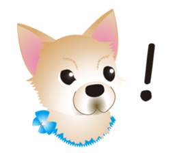 A Chihuahua called "ichi" sticker #11058604