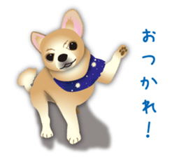 A Chihuahua called "ichi" sticker #11058607
