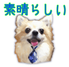 Komaru of a Chihuahua Business Version sticker #11058608