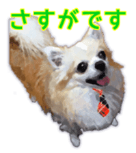 Komaru of a Chihuahua Business Version sticker #11058609