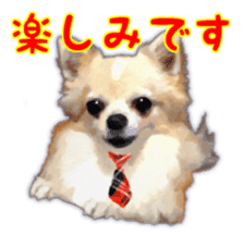 Komaru of a Chihuahua Business Version sticker #11058610