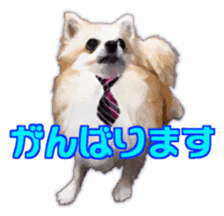 Komaru of a Chihuahua Business Version sticker #11058611