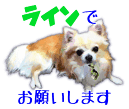Komaru of a Chihuahua Business Version sticker #11058614