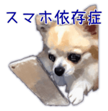 Komaru of a Chihuahua Business Version sticker #11058615