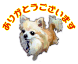 Komaru of a Chihuahua Business Version sticker #11058616