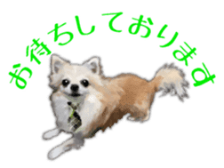 Komaru of a Chihuahua Business Version sticker #11058618