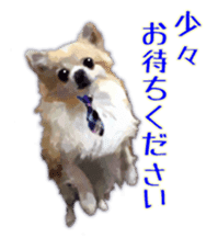 Komaru of a Chihuahua Business Version sticker #11058619