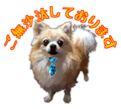 Komaru of a Chihuahua Business Version sticker #11058622