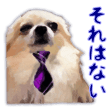 Komaru of a Chihuahua Business Version sticker #11058626