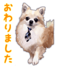 Komaru of a Chihuahua Business Version sticker #11058627