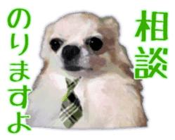Komaru of a Chihuahua Business Version sticker #11058628