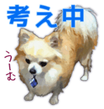 Komaru of a Chihuahua Business Version sticker #11058629