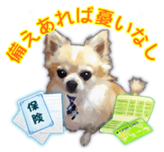 Komaru of a Chihuahua Business Version sticker #11058631