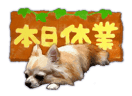 Komaru of a Chihuahua Business Version sticker #11058633