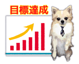 Komaru of a Chihuahua Business Version sticker #11058634