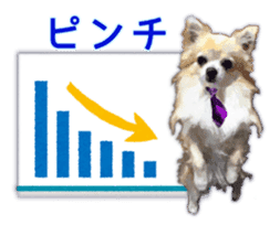 Komaru of a Chihuahua Business Version sticker #11058635