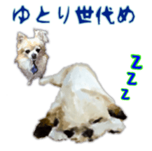 Komaru of a Chihuahua Business Version sticker #11058638