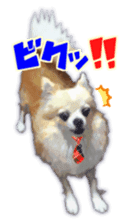 Komaru of a Chihuahua Business Version sticker #11058640