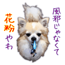 Komaru of a Chihuahua Business Version sticker #11058641