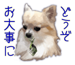 Komaru of a Chihuahua Business Version sticker #11058642