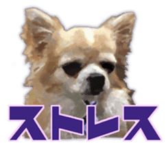 Komaru of a Chihuahua Business Version sticker #11058643