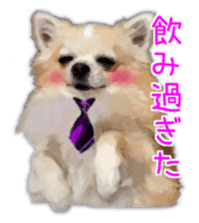 Komaru of a Chihuahua Business Version sticker #11058645