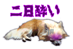 Komaru of a Chihuahua Business Version sticker #11058647