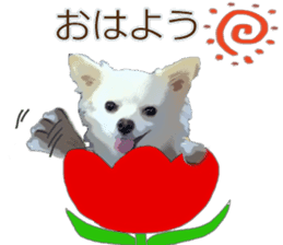 Sticker of Chihuahua for everyday use sticker #11072432