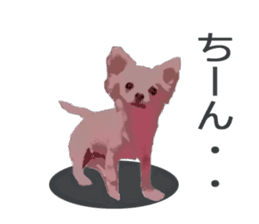 Sticker of Chihuahua for everyday use sticker #11072457