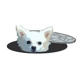 Sticker of Chihuahua for everyday use sticker #11072466