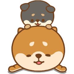 Shiba Inu(mametan)