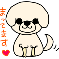 Bichon Frise of the sheep cut