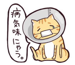 A healthy cat sticker #11095993