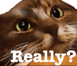 Cat's&Rabbits sticker #11107481