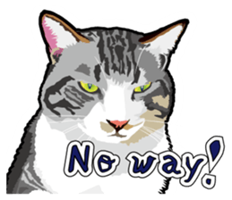 Cat will sticker #11116683