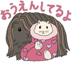 Pretty Hams go to Kumamoto Japan sticker #11121917