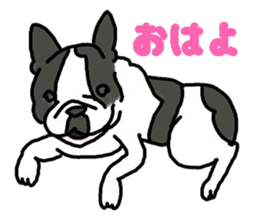 Tono is French Bulldog. sticker #11124776