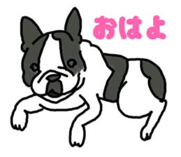 Tono is French Bulldog. sticker #11124776