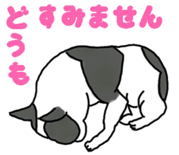 Tono is French Bulldog. sticker #11124786