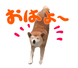 Sticker Shibainu(vol6) sticker #11140310