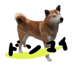 Sticker Shibainu(vol6) sticker #11140317