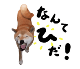 Sticker Shibainu(vol6) sticker #11140320