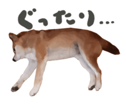 Sticker Shibainu(vol6) sticker #11140331