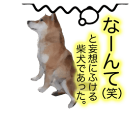 Sticker Shibainu(vol6) sticker #11140334