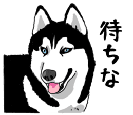 Wanko-Biyori Vol.4 Siberian husky sticker #11143346