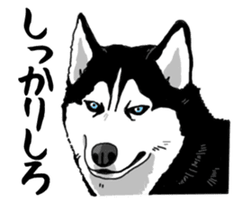 Wanko-Biyori Vol.4 Siberian husky sticker #11143355