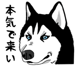 Wanko-Biyori Vol.4 Siberian husky sticker #11143362